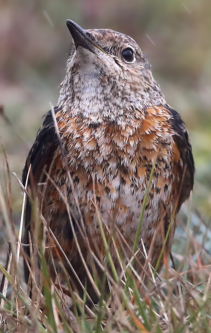 rufous-tailed rock thrush